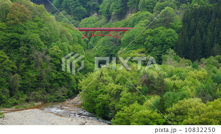 高井橋の新緑 高井橋の新緑 10832250