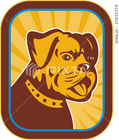Bulldog and Boston Terrier hybrid Bulldog and Boston Terrier hybrid 10832359