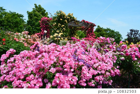 花菜ガーデンの春薔薇 花菜ガーデンの春薔薇 10832503