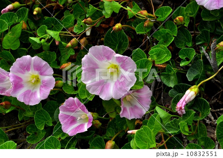 ハマヒルガオ 10832551