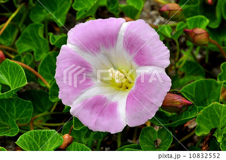 ハマヒルガオ 10832552
