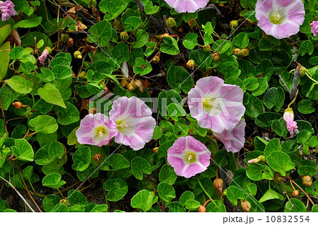 ハマヒルガオ 10832554