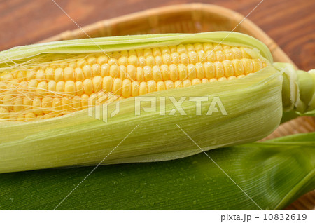 国産浜松産の大粒の朝獲れトウモロコシです。※茹でていません。生の状態です。 10832619