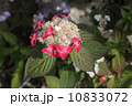 あじさい 10833072