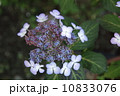 あじさい 10833076