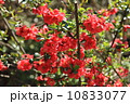ボケ 10833077