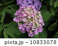 あじさい 10833078