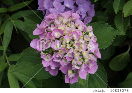 あじさい 10833078