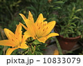 ゆり 10833079