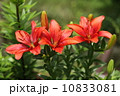 ゆり 10833081