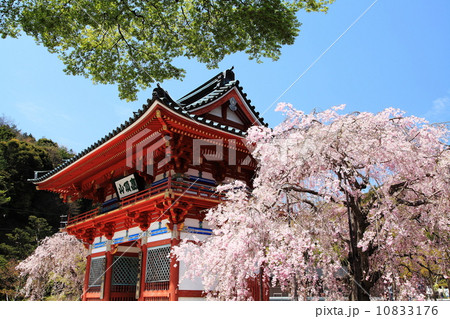 勝尾寺の春 10833176