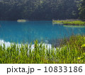 沼 10833186