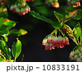 サラサドウダン 10833191