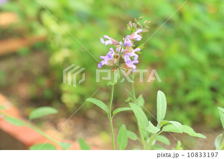 コモンセージの花の写真素材