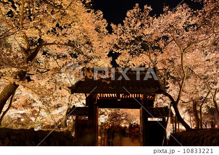 高遠　問屋門の桜 10833221