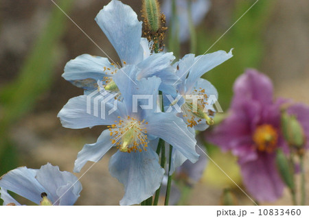 高山植物ヒマラヤの青いけし 10833460