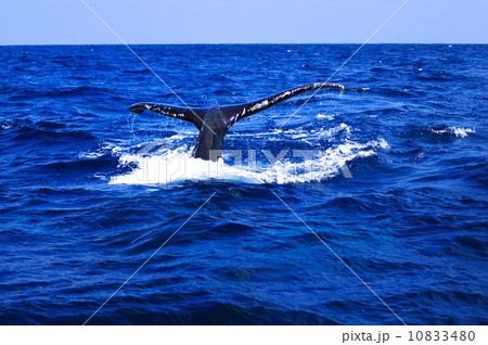 ザトウクジラ 10833480