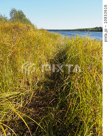 Lake in the summer 10833616