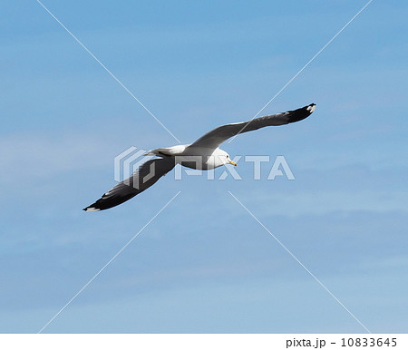 Gull on the lake Gull on the lake 10833645
