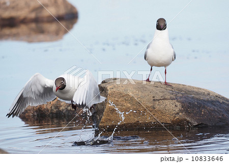 Gull on the lake Gull on the lake 10833646