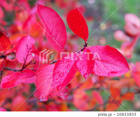 Aronia autumn leaves 10833835