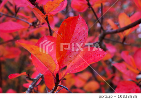 Aronia autumn leaves 10833838