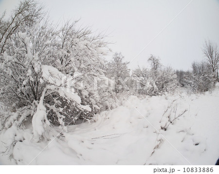 snowy landscape snowy landscape 10833886