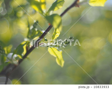 leaves of wild cherry in spring 10833933