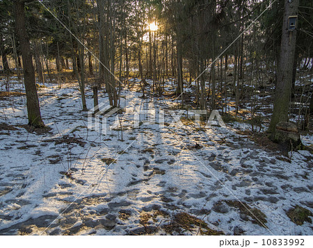 spruce forest in winter 10833992