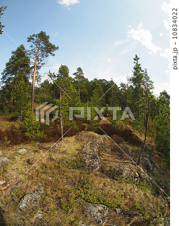 pinewood pinewood 10834022