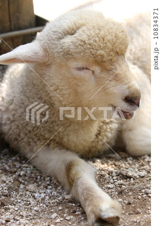 羊 10834371