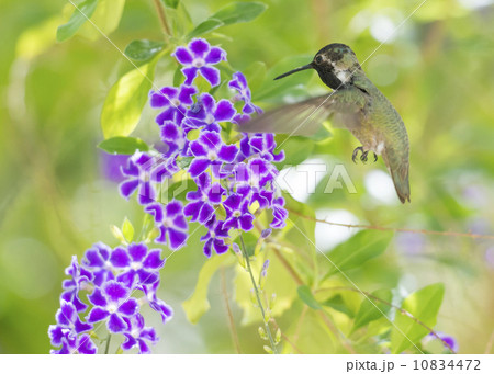 Costa's Hummingbird In Flight Costa's Hummingbird In Flight 10834472
