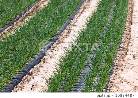 agriculture field agriculture field 10834487
