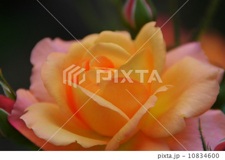 薔薇 薔薇 10834600