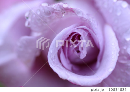 ブルームーン 10834825