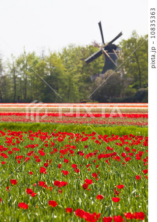 Red tulip field 10835363