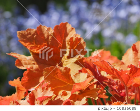 ヒューケラ 10836089