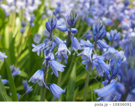 ツリガネスイセン 10836091