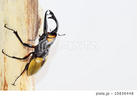 ラコダールツヤクワガタの美しい羽根 樹木の上での白背景 ラコダールツヤクワガタの美しい羽根 樹木の上での白背景 10836448