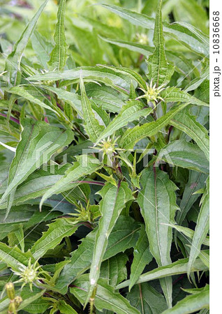 エキナケアのつぼみ 10836668