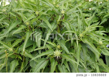 エキナケアのつぼみ 10836669