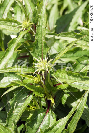 エキナケアのつぼみ エキナケアのつぼみ 10836670