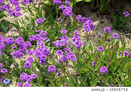 シュッコンバーベナ 10836758