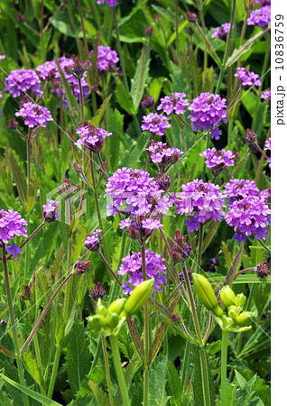 シュッコンバーベナ 10836759