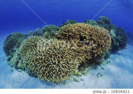 水中景観 水中景観 10836821