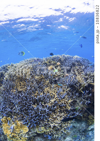 水中景観 10836822