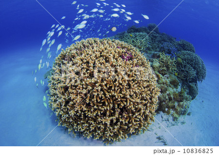 水中景観 10836825