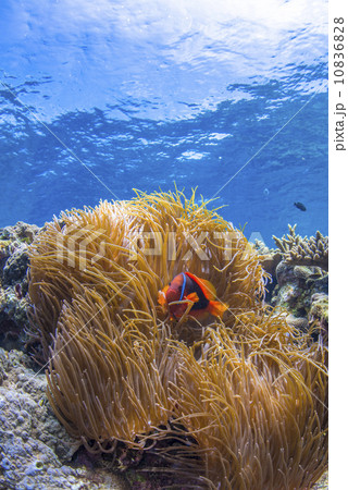 水中景観 水中景観 10836828