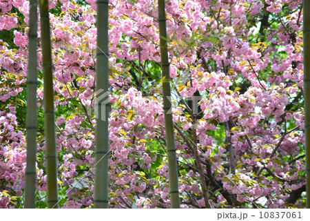 青竹と八重桜 10837061