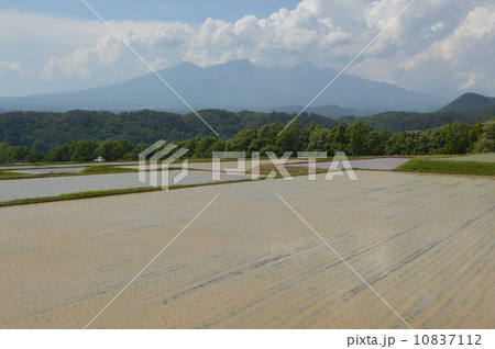 初夏の明野村 10837112